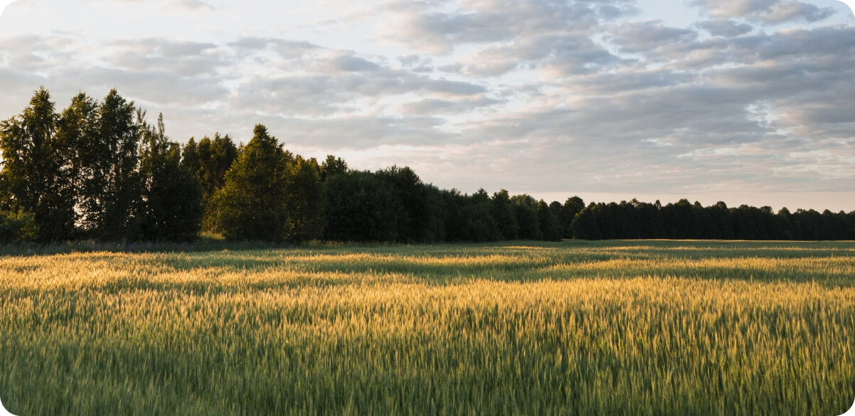Устойчивое развитие